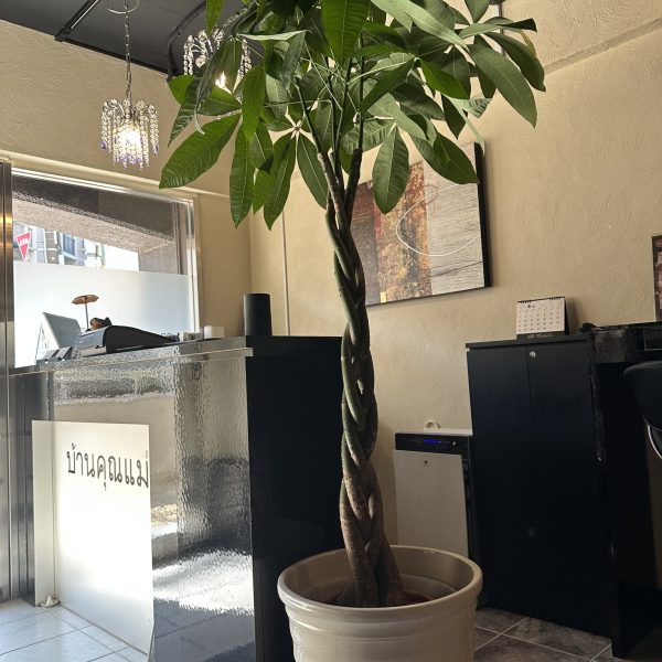 春ですね~ 画像